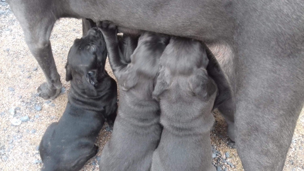 De La Garde Des Chaumas - Cane Corso - Portée née le 31/01/2018