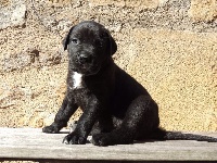 De La Garde Des Chaumas - Cane Corso - Portée née le 29/08/2014